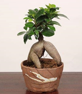 Bonsai Gajyumaru Plant