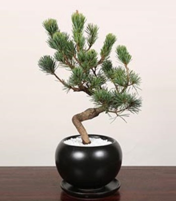 Bonsai Goyomatsu plant