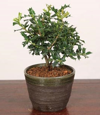 Bonsai Himehiiragi plant