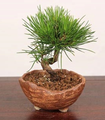 Bonsai Kuromatsu plant