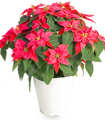 Christmas Poinsettia Plant