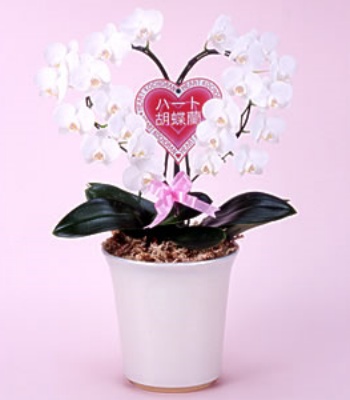 Heart Phalaenopsis Orchid Plant