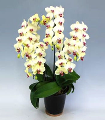 indoor orchid plants