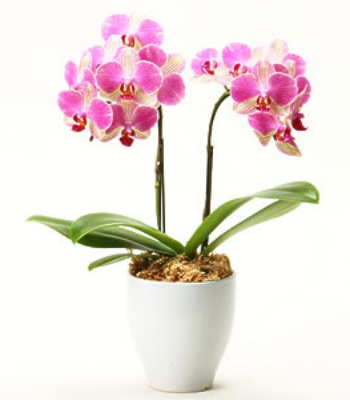 Middy Orchid Plant