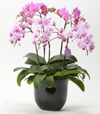 Middy Phalaenopsis Orchid Plant