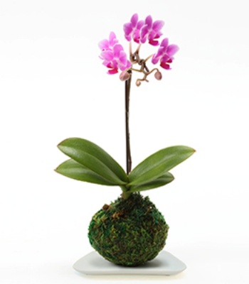 Moss ball Micro Phalaenopsis plant