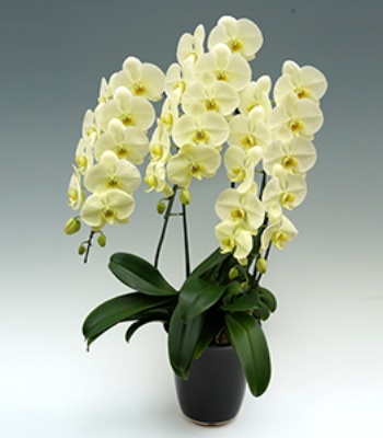 Moth orchid Plant