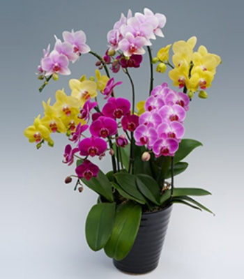 Multicolored Orchid Plants