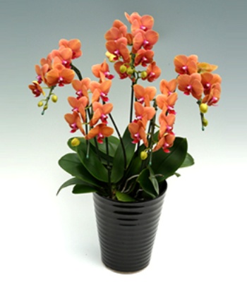 Orange orchid Plant