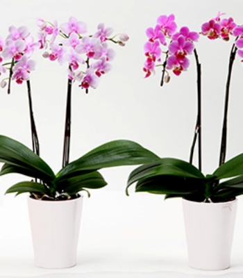 Orchid Plant