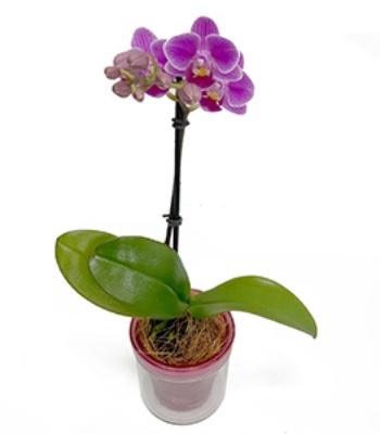 Phalaenopsis Orchid  Plant in Aqua pot