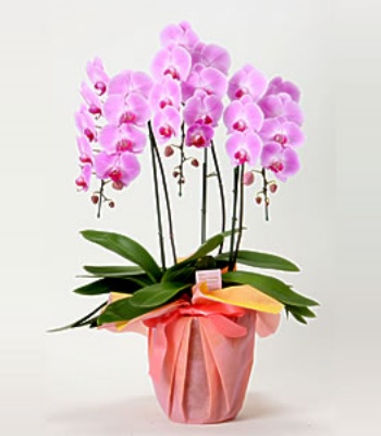 Phalaenopsis Orchid