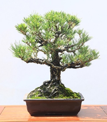 Premium Bonsai Kuromatsu plant