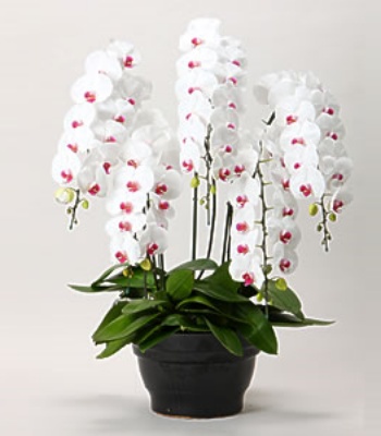 Premium Phalaenopsis Plant