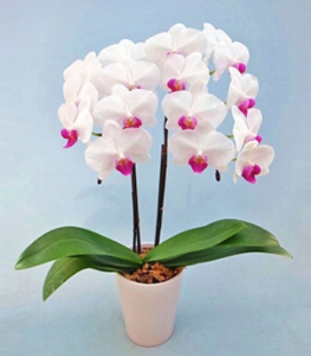 White Orchid Plant