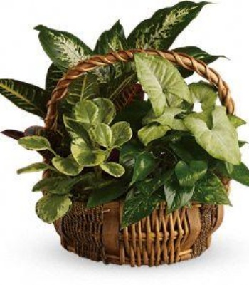 Green Plants Gift Basket