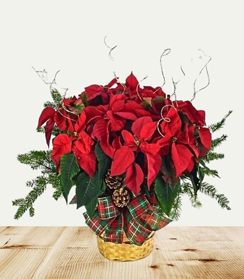 Poinsettia Plant