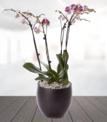 Phalaenopsis Orchid Plant