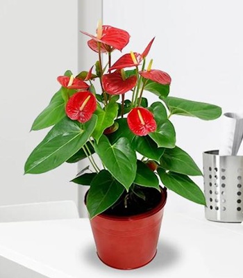 Anthurium Plant