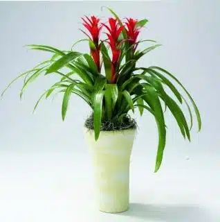 Bromeliad Plant