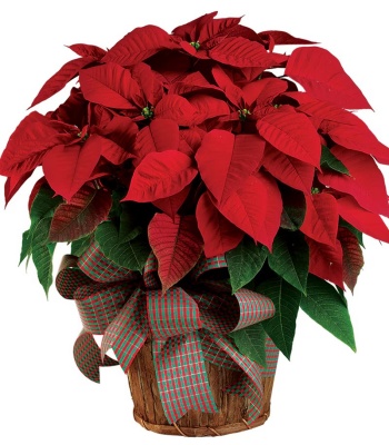 Christmas Poinsettia