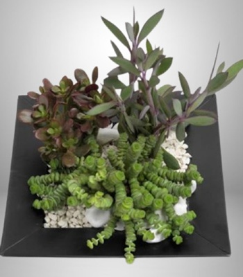 Succulents Dish Garden