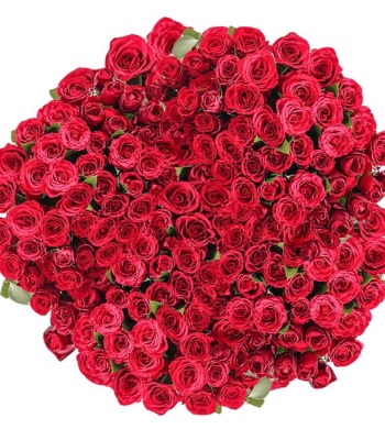 365 Red Roses