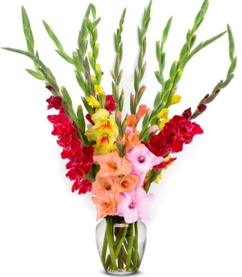 Gladiolus Flower Bouquet