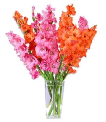 Pink and Orange Gladioli Flower