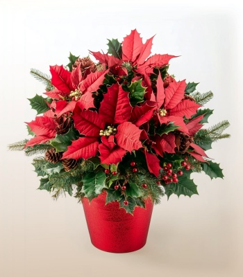 Christmas Poinsettias with Greens