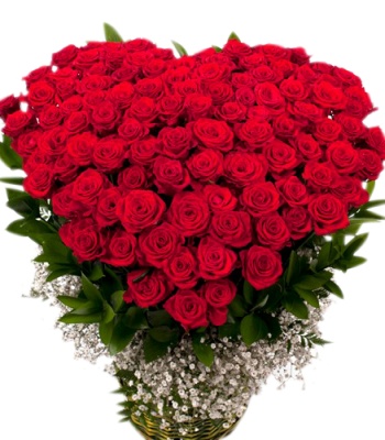 100 Red Rose