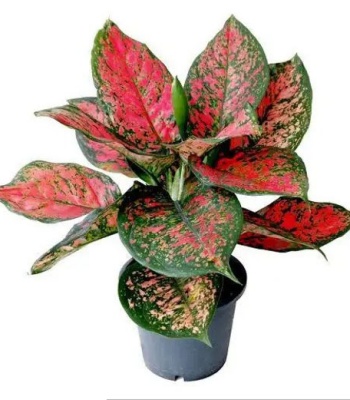 Aglaonema plant