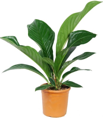 anthurium houseplant