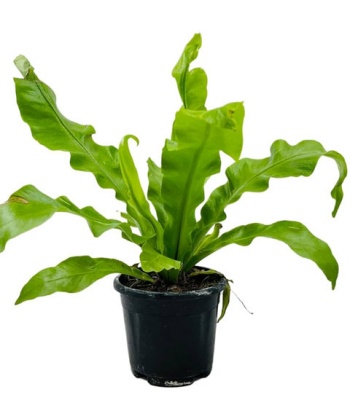 Asplenium Nidus plant