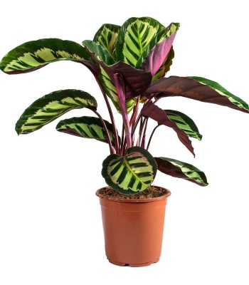 Calathea Medallion plant