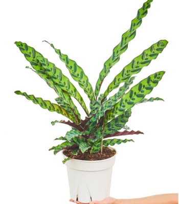 Calathea Rattlesnake plant