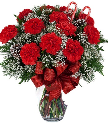 Christmas Carnations flowers