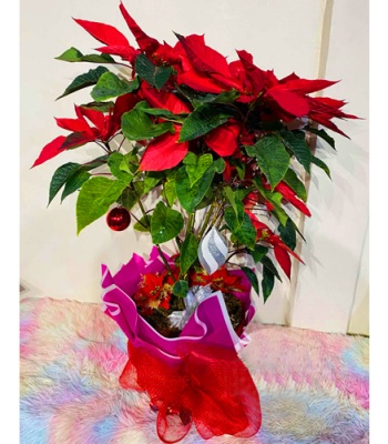 Christmas Poinsettia Plant