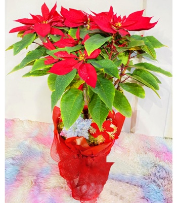 Poinsettia Plant