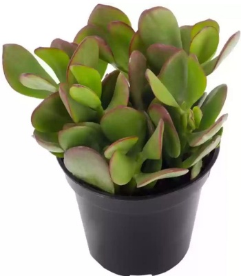 Crassula Ovata plant