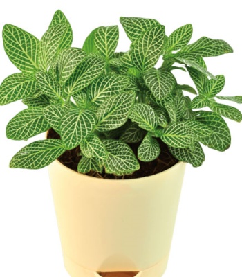 Green Fittonia plant