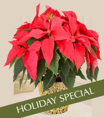 Poinsettia Plant