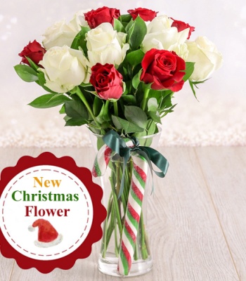 Red and White Roses in Vase