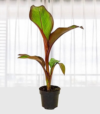 Red Banana plant