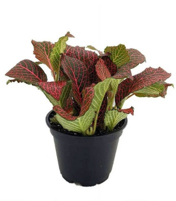 Red Fittonia plant