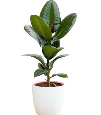 Rubber Plant