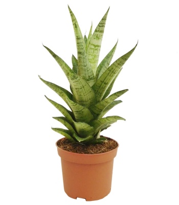 Sansevieria Hybrid plant