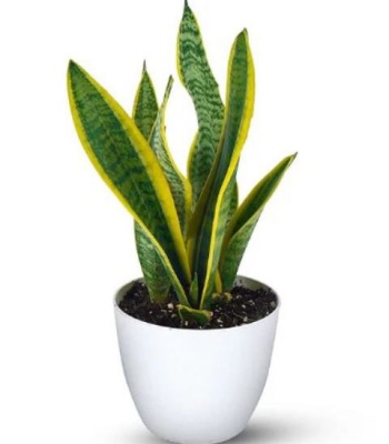 Snake Plant