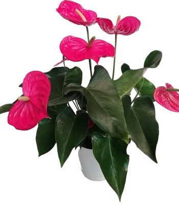 Anthurium Plant