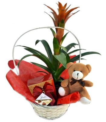 Assorted Plant Basket With Chocolates And Teddy Bear